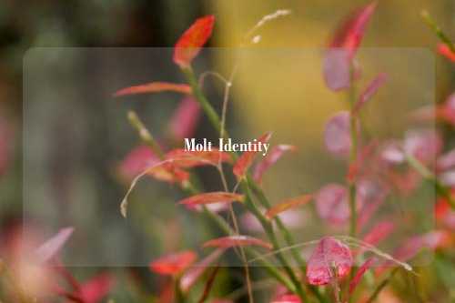 Molt Identity